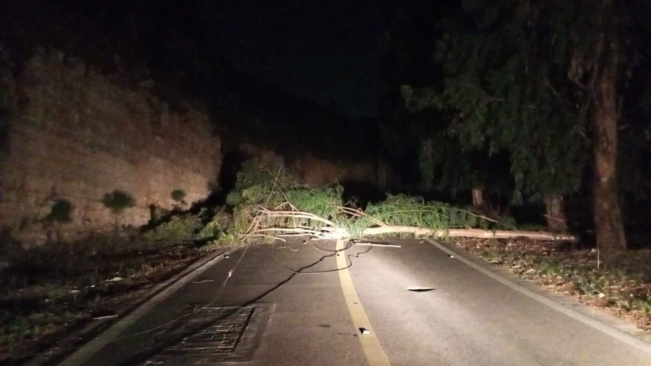 قطع طريق زفتا النميرية بسبب سقوط شجرة كبيرة وسط الطريق 